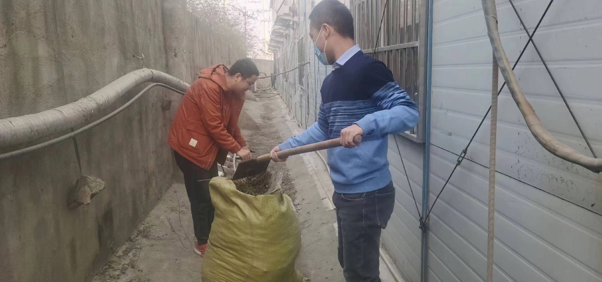 房后树叶.jpg